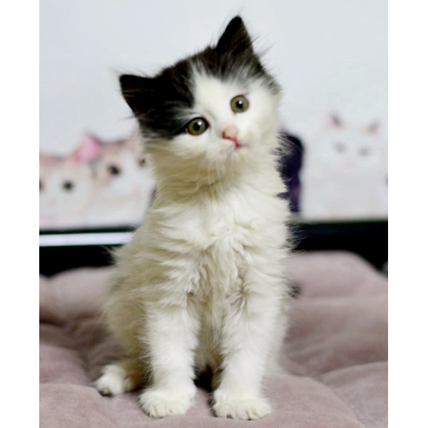 Котенок Милана