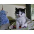 Котенок Милана Котенок Милана