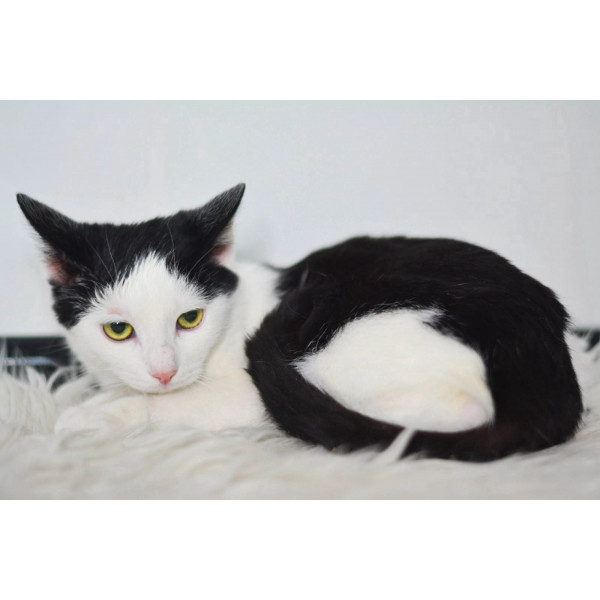 Котенок Вася