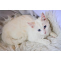 Кошка Дина Кошка Дина