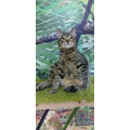 Кот Атос Кот Атос