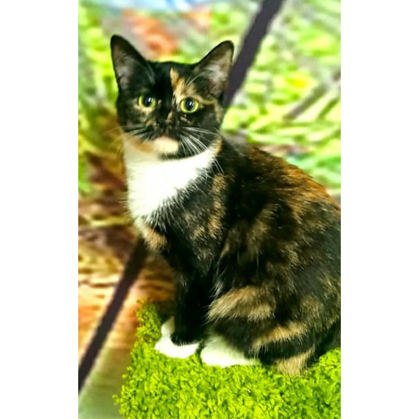 Кошка Чара