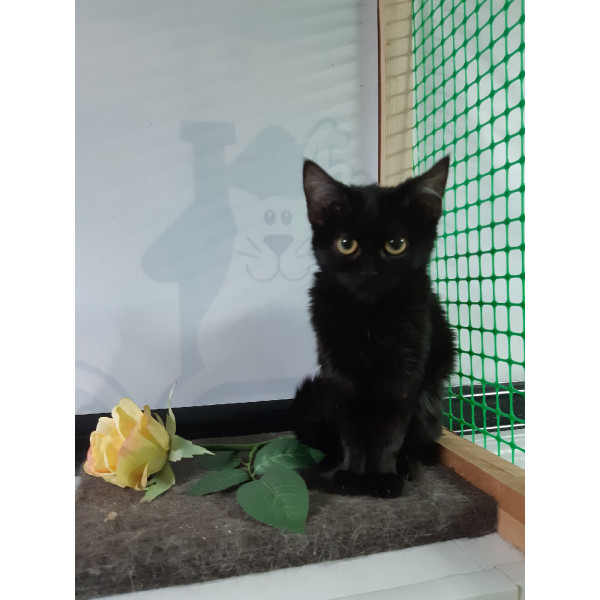 Котенок Лиза
