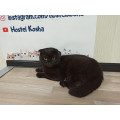 Кот Сэм