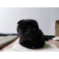Кот Сэм