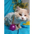 Кот Зевс Кот Зевс