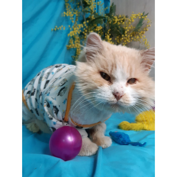 Кот Зевс