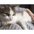 Кошка Мила Кошка Мила