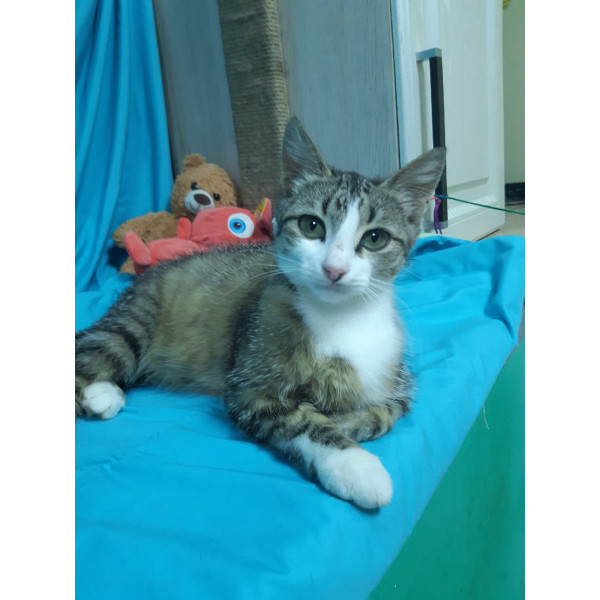 Кошка Ляля