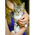 Котенок Лайк Котенок Лайк