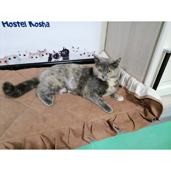 Кошка Симона