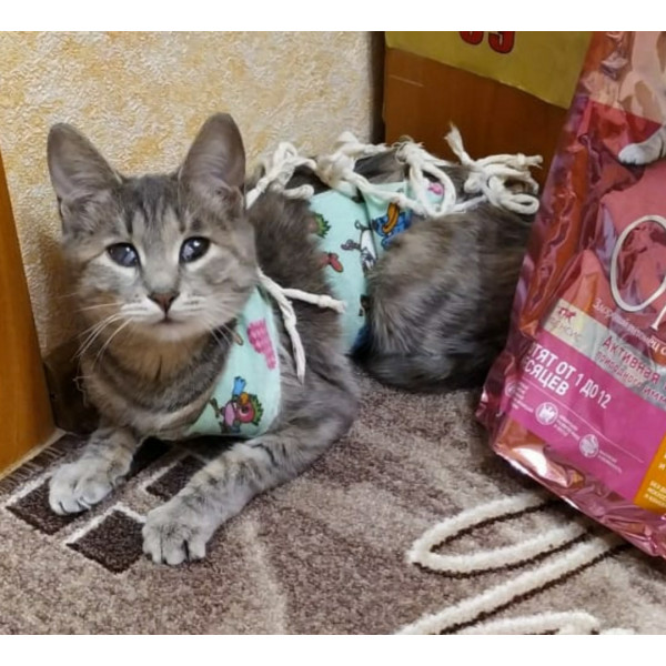 Кошка Алисия