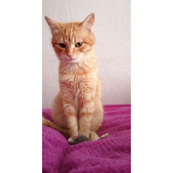 Кот Тотошка