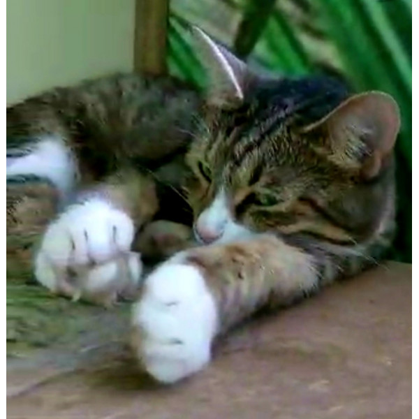 Кошка Соня