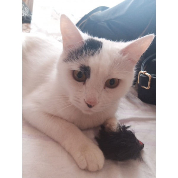 Кошка Снежинка