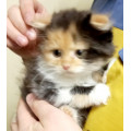 Котенок Малышка Котенок Малышка