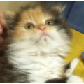 Котенок Малышка Котенок Малышка