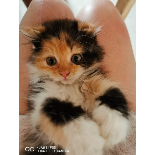 Котенок Малышка