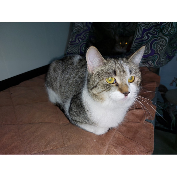 Кошка Ася