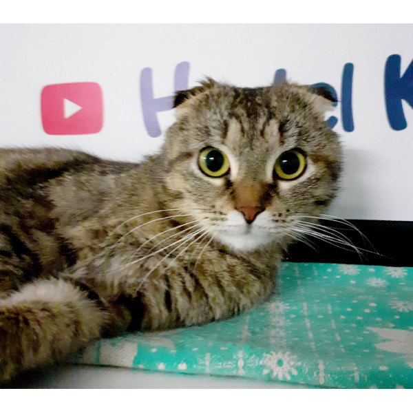 Кошка Адель