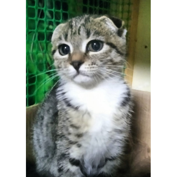 Котенок Стелла