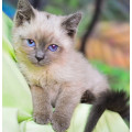 Котенок Сиам Котенок Сиам