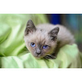 Котенок Сиам Котенок Сиам