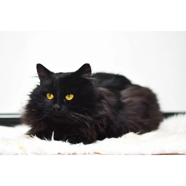 Кот Баро