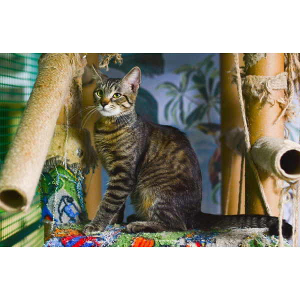 Кот Атос